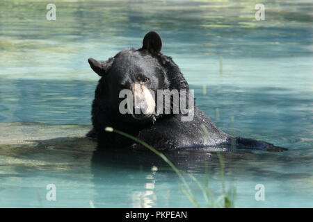 Black Bear il raffreddamento in acqua Foto Stock