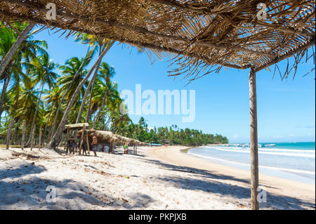 Rustico frond di palma e rami di alberi di ombra palapa s su un telecomando orlata di palme spiaggia tropicale in Brasile Foto Stock