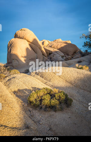 Le formazioni rocciose e cespugli a Joshua Tree National Park, California, Stati Uniti d'America Foto Stock