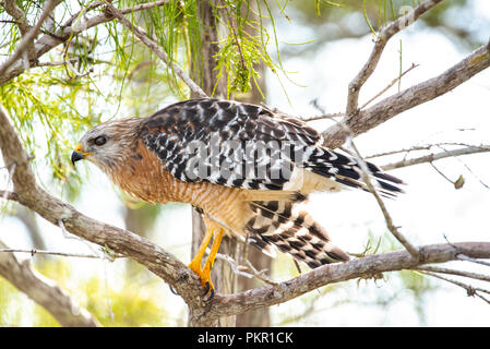 Un Rosso spalla Hawk appollaiato su un albero in Everglades National Park. Foto Stock