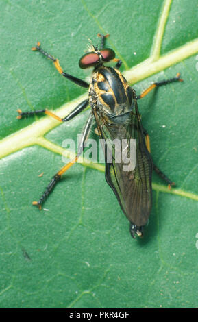 PRIMA PIANURA DI UNA MOSCA ASSASSINA (ASILIDAE) DIPTERA. BRACHYCERA NOTA ANCHE COME MOSCA ASSASSINA O MOSCA STILETTO IN RIPOSO SULLA FOGLIA DI UNA PIANTA. AUSTRALIA. Foto Stock