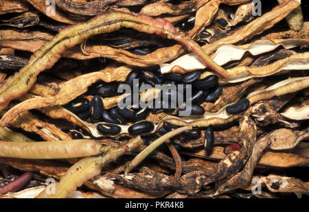 Fagiolo di serpente 'YARDLONG ARRAMPICATA' Vigna unguiculata SSP FLEXUOSUS Foto Stock