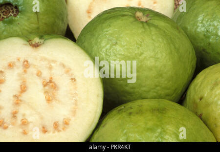 INDIAN GUAVA (bianco-FLESHED) Psidium guajava ''ALBA'' Foto Stock