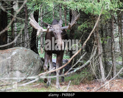 Eurasian Elk nel suo habitat naturale in Svezia Foto Stock