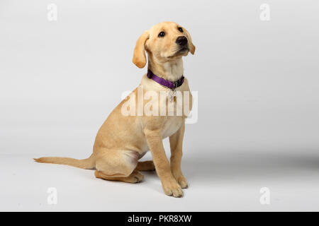 Studio di foto di un Golden Labrador Retriever cucciolo Foto Stock