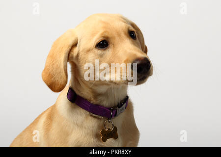 Studio di foto di un Golden Labrador Retriever cucciolo Foto Stock