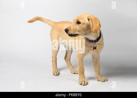 Studio di foto di un Golden Labrador Retriever cucciolo Foto Stock