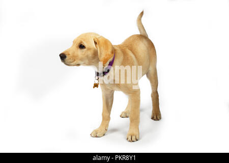 Studio di foto di un Golden Labrador Retriever cucciolo Foto Stock