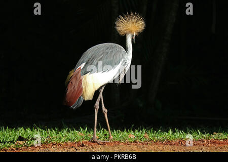 Uno Grey Crowned Crane Bird rilassante nella luce del sole, di Foz do Iguacu, Brasile, Sud America Foto Stock