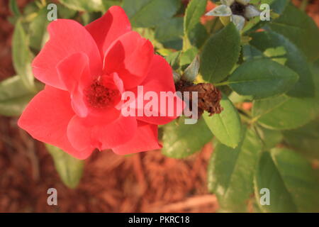 Miniture rose Foto Stock