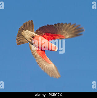 Rosa e grigio Galah Australiano, Eolophus roseicapillus in volo contro il cielo blu in outback Qld Foto Stock