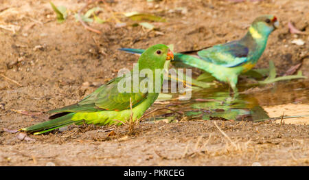Femmina verde rosso australiano-winged parrot Aprosmictus erythropterus con anello a collo di pappagallo riflessa in una pozza d'acqua nell'outback NSW Foto Stock