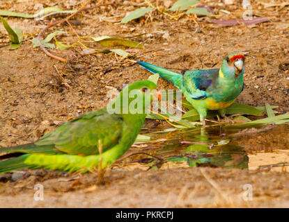 Anello australiano colli Barnadius pappagallo zonarius con connettore femmina rosso-winged parrot, nel selvaggio, accanto e si riflette in una pozza d'acqua nell'outback NSW Foto Stock