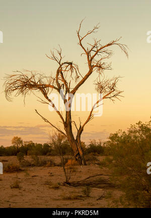 Sunset / sunrise con albero morto stagliano golden sky al Lago Bindegolly Parco Nazionale in outback Queensland Australia Foto Stock