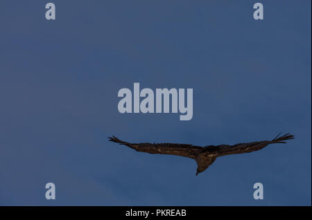 Condor in volo sopra il Colca Canyon in Perù Foto Stock