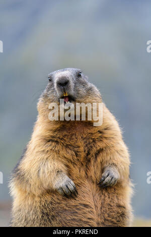 La marmotta alpina, Marmota marmota, ritratto, Parco Nazionale degli Hohe Tauern, Austria Foto Stock