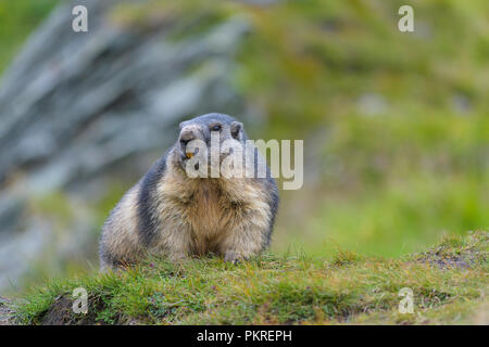 La marmotta alpina, Marmota marmota, Parco Nazionale degli Hohe Tauern, Austria Foto Stock