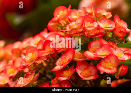 Rosso brillante ,pinc fiori di begonia close-up. Foto Stock