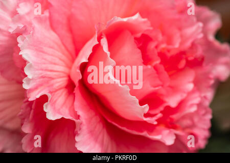 Rosso brillante ,pinc fiori di begonia close-up. Foto Stock