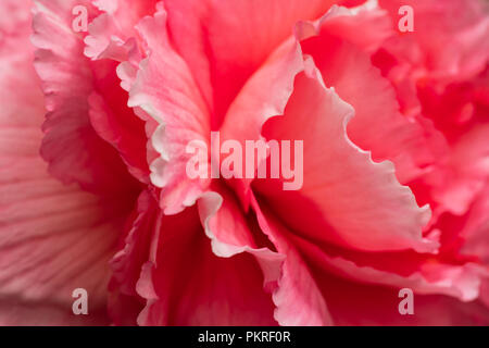 Rosso brillante ,pinc fiori di begonia close-up. Foto Stock