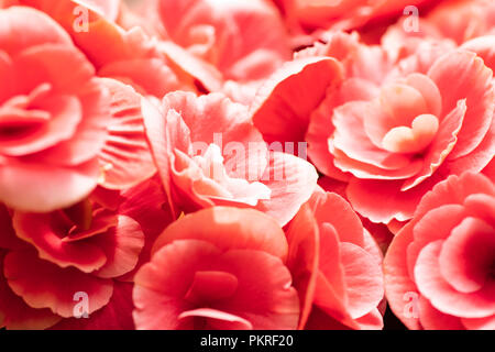 Rosso brillante ,pinc fiori di begonia close-up. Foto Stock