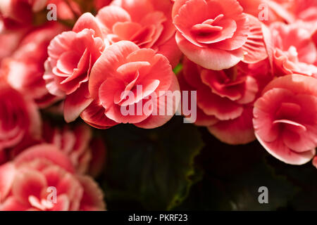 Rosso brillante ,pinc fiori di begonia close-up. Foto Stock