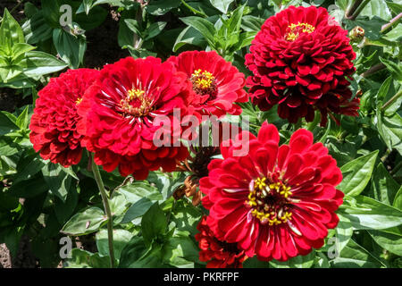 Fiori di Zinnie rosse Zinnia 'Scarlet Flame', zinnie con letto di fiori in giardino Foto Stock