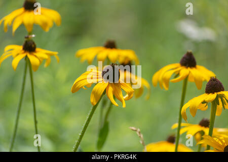 Bei fiori gialli in un campo di erba verde e piante facendo un bel sfondo. Foto Stock