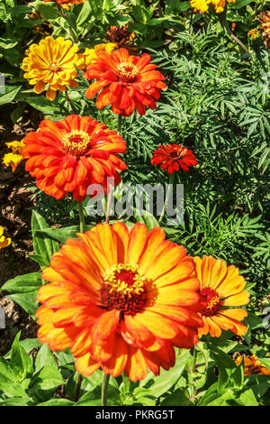 Orange Zinnias, Zinnia elegans ' Arancione re ', giardino Foto Stock