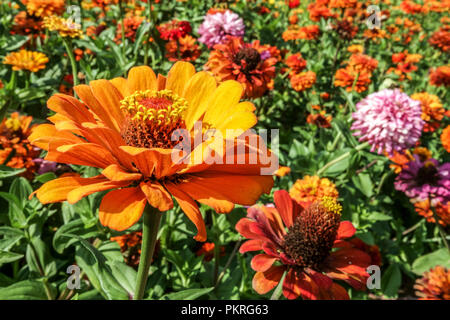 Orange Zinnia, Zinnias aiuola in giardino Foto Stock