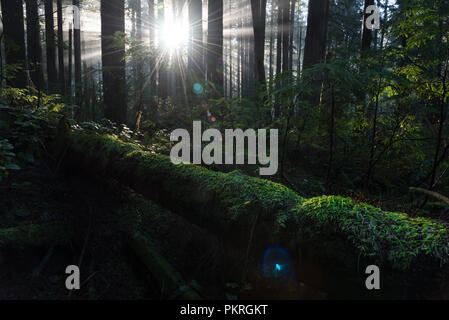 I raggi di luce attraverso la nebbia per illuminare un albero caduto coperte di muschio nella foresta pluviale della Columbia britannica in Canada Foto Stock