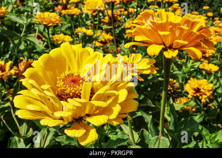 Zinnias giallo, Zinnia close up Foto Stock