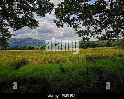 Prato gallese Foto Stock