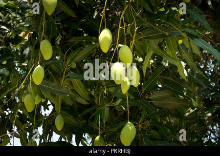 Filiale di grandi dimensioni di giovani manghi su un albero di mango Foto Stock