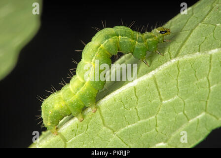 Argento Y tarma Autographa gamma, caterpillar alimentazione su un runner bean foglia, Berkshire, Settembre Foto Stock