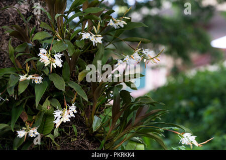 Dendrobium infundibulum Lindl, bianco rare orchidee selvatiche nella foresta pluviale, Vietnam Foto Stock