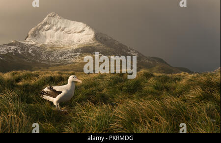 Un maschio adulto albatro errante (Diomedia exulans) nella luce della sera su Bird Island, Georgia del Sud, sub-antartiche Foto Stock