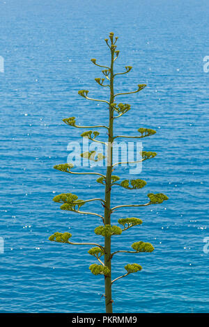 Il fiore spike di agave. Agavi sono piante succulente con un grande rosone di spessore, foglie carnose con la maggior parte delle specie che termina in un terminale di taglienti della colonna vertebrale. Foto Stock
