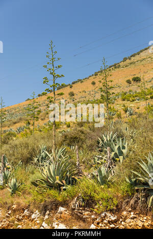 Il fiore spike di agave. Agavi sono piante succulente con un grande rosone di spessore, foglie carnose con la maggior parte delle specie che termina in un terminale di taglienti della colonna vertebrale. Pho Foto Stock