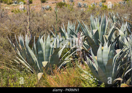 Il fiore spike di agave. Agavi sono piante succulente con un grande rosone di spessore, foglie carnose con la maggior parte delle specie che termina in un terminale di taglienti della colonna vertebrale. Foto Stock