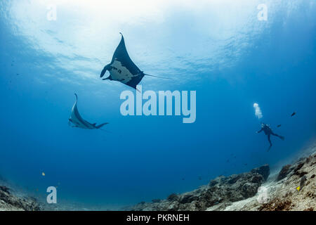 I subacquei con pacifico gigante mante, La Reina, Mare di Cortez (Manta birostris) Foto Stock