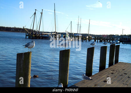 Fila di gabbiani appollaiati sulle paratie a marina in Chestertown, Maryland Foto Stock