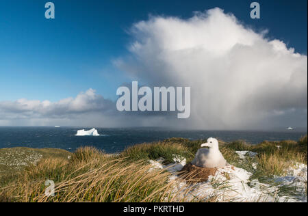 È dietro di te.....! Questo mese due vecchi albatro errante pulcino (Diomedia exulans) ha un altro 6-7 mesi per andare prima che feldges. Di spessore verso il basso e di una Foto Stock