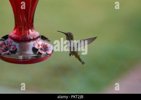 Una femmina di Ruby Throated hummingbird passando vicino a un alimentatore. Foto Stock