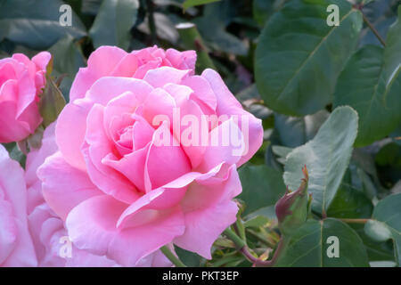 Una bella rosa rosa che cresce in un giardino di prova. Foto Stock