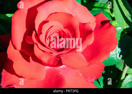 Bellissime rose rosse che crescono in un giardino di prova. Foto Stock