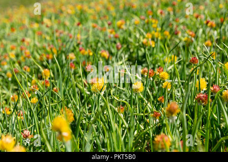 Fiori Selvatici del Kirghizistan in alta altitudine pascoli, Loop Keskenkyia trek, Jyrgalan, Kirghizistan Foto Stock