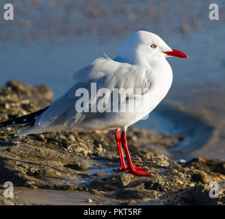 Argento australiano Gabbiano, Chroicocephalus novaehollandiae, sulle rocce accanto all acqua a beach in NSW Foto Stock