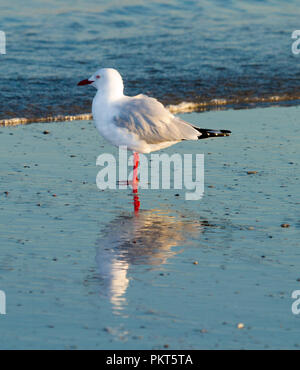 Argento australiano Gabbiano, Chroicocephalus novaehollandiae, trampolieri e riflessa nella calma acqua blu a beach in NSW Foto Stock