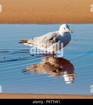 Argento australiano Gabbiano, Chroicocephalus novaehollandiae, trampolieri e riflessa nella calma acqua blu alla spiaggia affollata Bay National Park, NSW Foto Stock